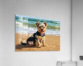 Tired Yorkshire Terrier Puppy Rests On Beach Impression acrylique