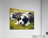 Happy Border Collie Puppy Rests After Playtime Acrylic Print