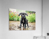 Cane Corso Puppy Playing In Muddy Garden Acrylic Print
