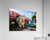 Corgi Puppy Ready For Car Wash Adventure Acrylic Print