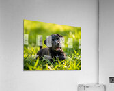 Little Cane Corso Puppy Ready To Learn New Trick Acrylic Print