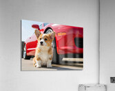 Clean Corgi Puppy After Successful Car Wash Impression acrylique