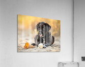 Happy Cane Corso Puppy Cleans Up After Ice Cream Adventure Acrylic Print