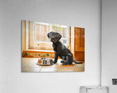 Cane Corso Puppy Discovers Dinner Time Acrylic Print