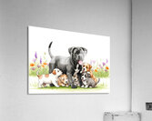 Cane Corso Puppy In Happy Tumble Acrylic Print