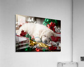 Sleepy Bichon Frise Puppy Naps Among Holiday Wrapping Acrylic Print