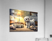 Bichon Frise Puppy Discovers Bedtime Acrylic Print