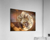 Chihuahua Puppy Naps On Laundry Pile Acrylic Print