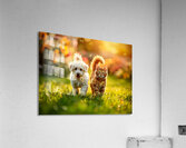 Bichon Frise Puppy And Cat Walk Together As Friends Impression acrylique