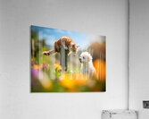 Bichon Frise Puppy Meets Garden Cat Acrylic Print