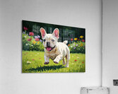 French Bulldog Puppy Running In Sunny Yard Impression acrylique