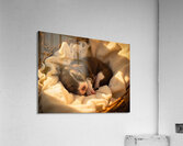 German Shorthaired Pointer Puppy Dreams Peacefully Acrylic Print