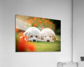 Tired Bichon Frise Puppies Resting After Playing In The Garden Impression acrylique