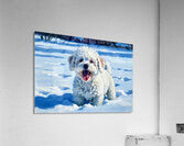 Happy Bichon Frise Puppy Rests After Snow Play Acrylic Print