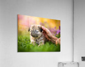 Pug Puppy Gets Gentle Ear Scratches In Garden Acrylic Print