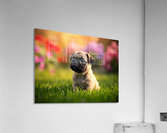 Pug Puppy Discovers Fun Game In Garden Acrylic Print
