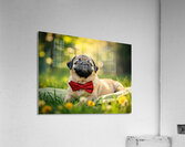 Pug Puppy Relaxes After Fun Day Impression acrylique