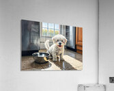 Bichon Frise Puppy Discovers Empty Food Bowl Acrylic Print