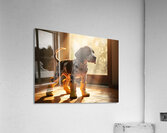 German Shorthaired Pointer Puppy Gets Ready For Rain Impression acrylique