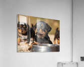 Rottweiler Puppy Feels Refreshed And Happy Impression acrylique