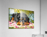 Sleepy Rottweiler Puppy Rests In Flower Bed Acrylic Print