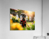 Rottweiler Puppy Gets Tangled In Red Leash Acrylic Print