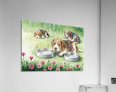 Happy Beagle Puppy After Drinking Water Impression acrylique