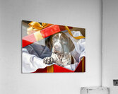 German Shorthaired Pointer Puppy Discovers Big Red Gift Box Impression acrylique