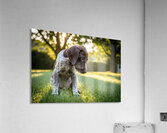 German Shorthaired Pointer Puppy Discovers His Paws Acrylic Print