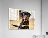 Eager Rottweiler Puppy Hopes For More Scratches Impression acrylique