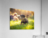 Rottweiler Puppy Ready To Play Acrylic Print