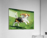 Celebrating Beagle Puppy Success Acrylic Print