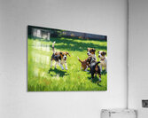 Beagle Puppy Runs To Join Sibling Playtime Fun Acrylic Print