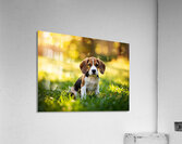 Beagle Puppy Senses Something Strange Behind Him Impression acrylique