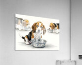 Beagle Puppy Satisfied After Drinking Water Acrylic Print
