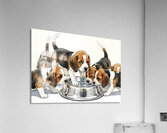 Beagle Puppy Approaches The Crowded Water Bowl Acrylic Print