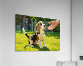 Beagle Puppy Meets New Friend Acrylic Print