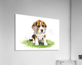 Beagle Puppy Confused After Bubbles Pop Away Acrylic Print
