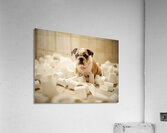 Bulldog Puppys Toilet Paper Trouble Begins Impression acrylique
