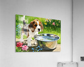 Little Beagle Puppy Discovers Water Bowl Acrylic Print