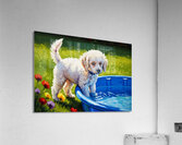 Poodle Puppy Discovers The Kiddie Pool Impression acrylique