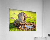 Muddy Dachshund Puppy Sits Contentedly Acrylic Print