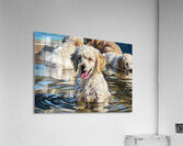 Poodle Puppy Cooling Off In A Pond Acrylic Print
