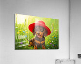 Dachshund Puppy Discovers A Giant Red Hat Acrylic Print