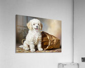 Triumphant Poodle Puppy Completes Paper Bag Adventure Acrylic Print