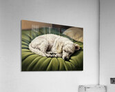 Poodle Puppy Dreams On Green Padded Bed Acrylic Print
