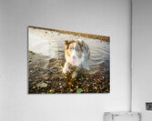 Playful Australian Shepherd Puppy Splashes In Shallow Tide Pool Impression acrylique