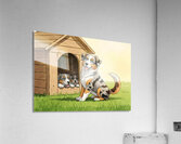 Happy Australian Shepherd Puppy Free From Crowded House Impression acrylique