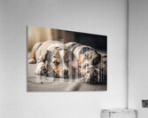 Australian Shepherd Puppy Rests After Playtime Acrylic Print