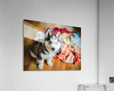 Husky Puppy Discovers Laundry Pile Acrylic Print